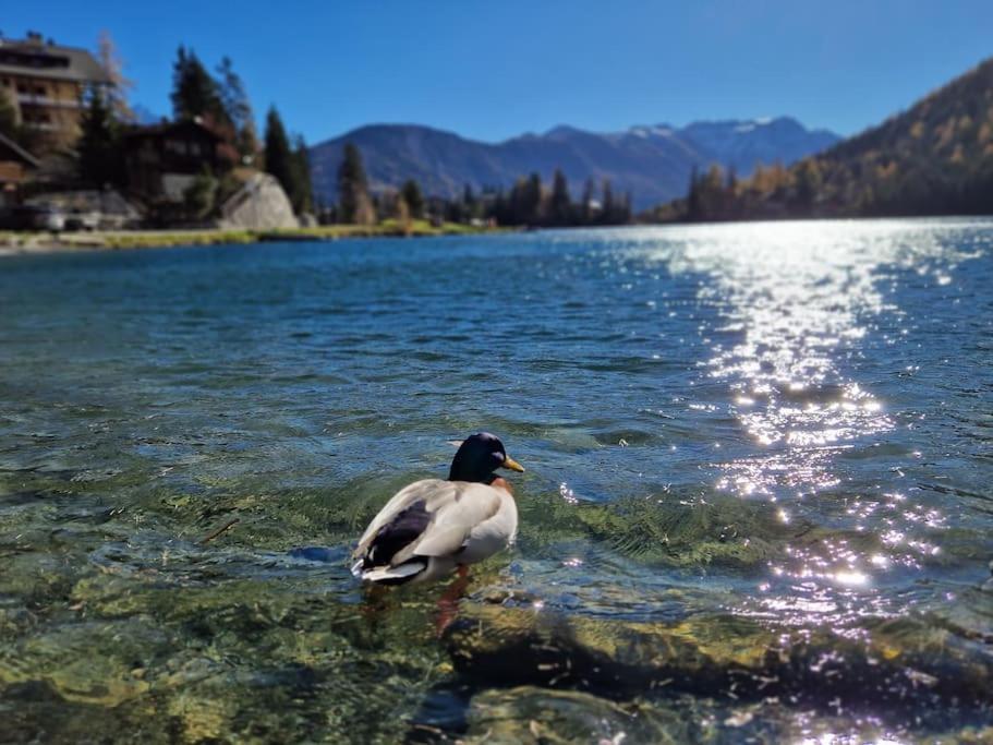 Superbe Appartement Champex-Lac Avec Piscine Et Sauna エクステリア 写真